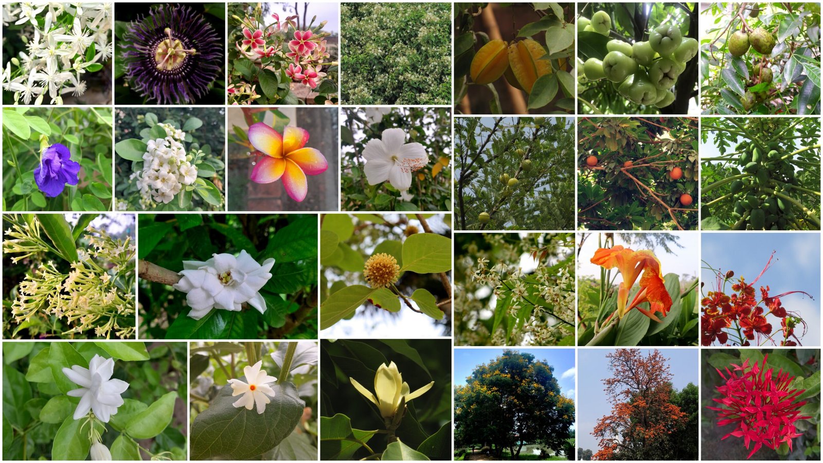 Collage_Biodiversity