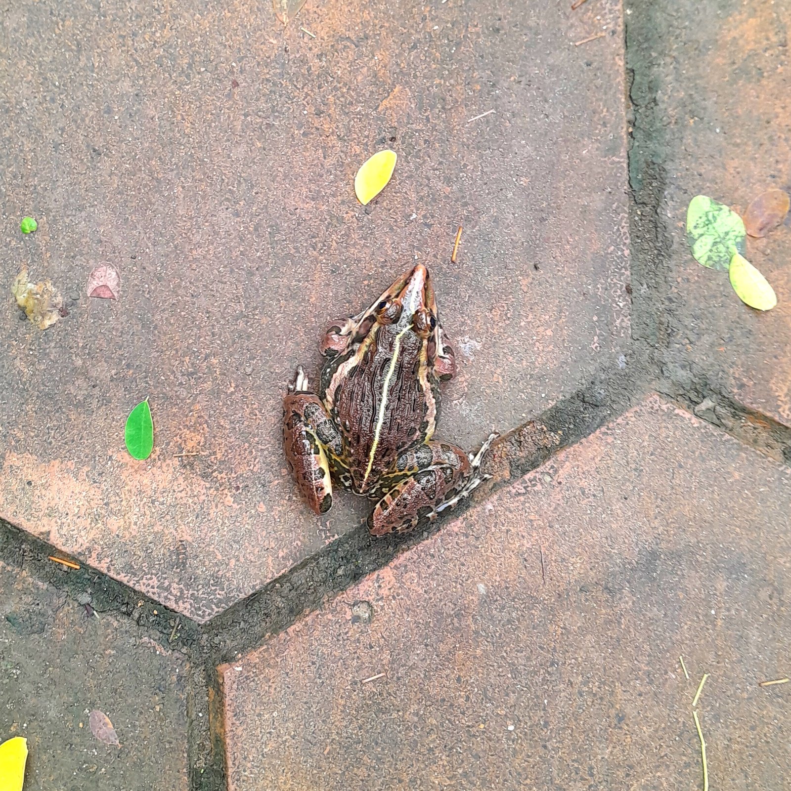 Frog_Indian bullfrog