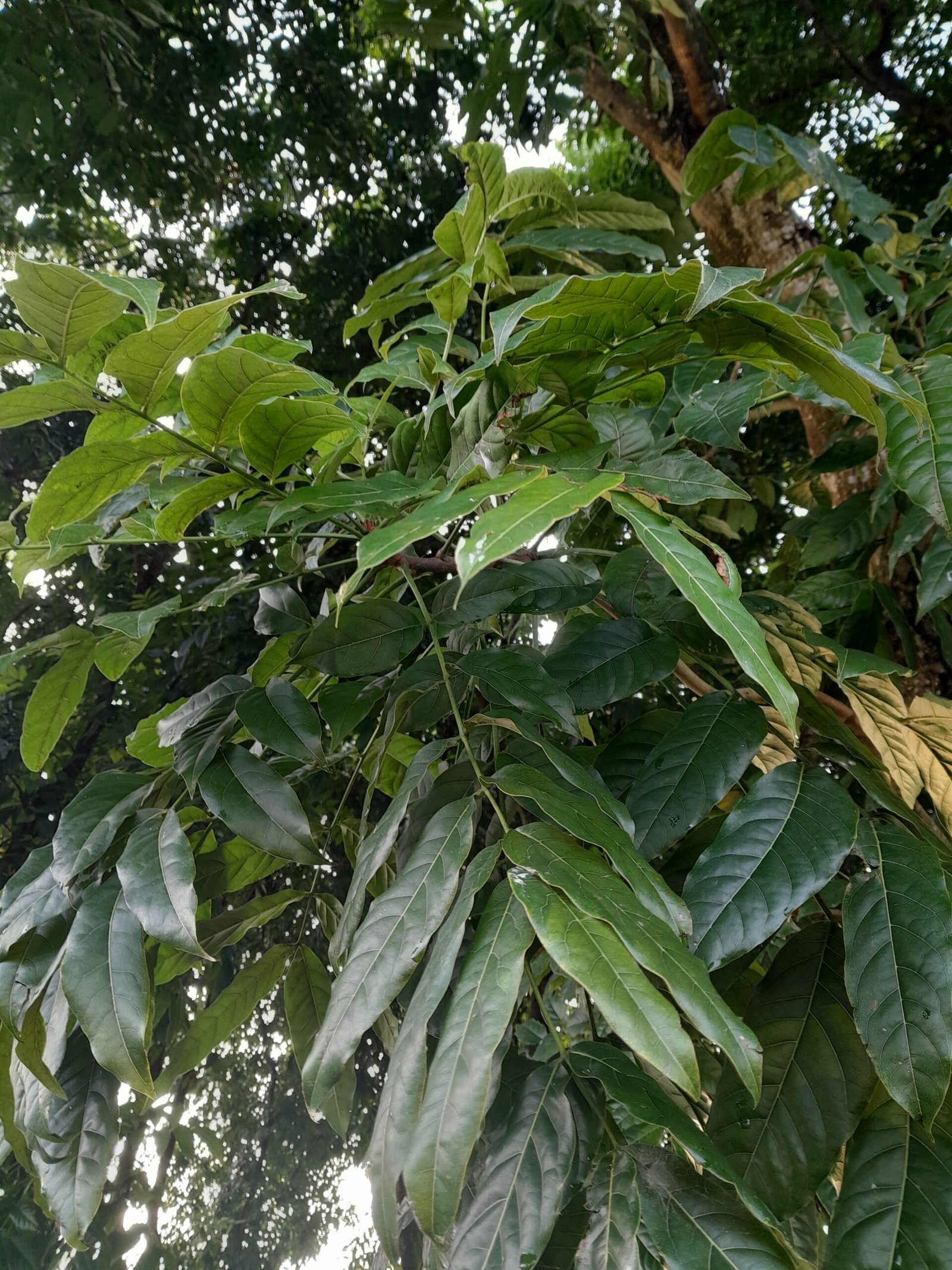 Mahogany leaves
