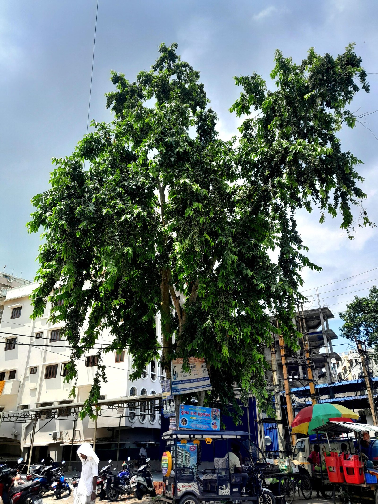 Tree_Arjuna_Hospital